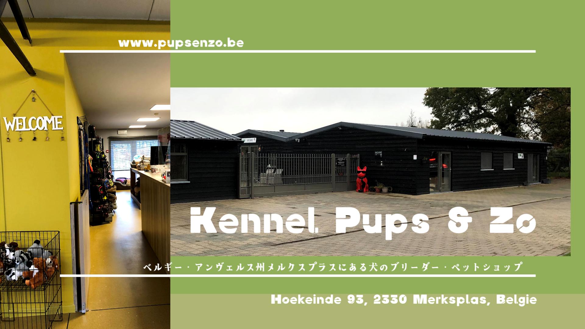 ベルギーで犬を迎えるまでの物語　