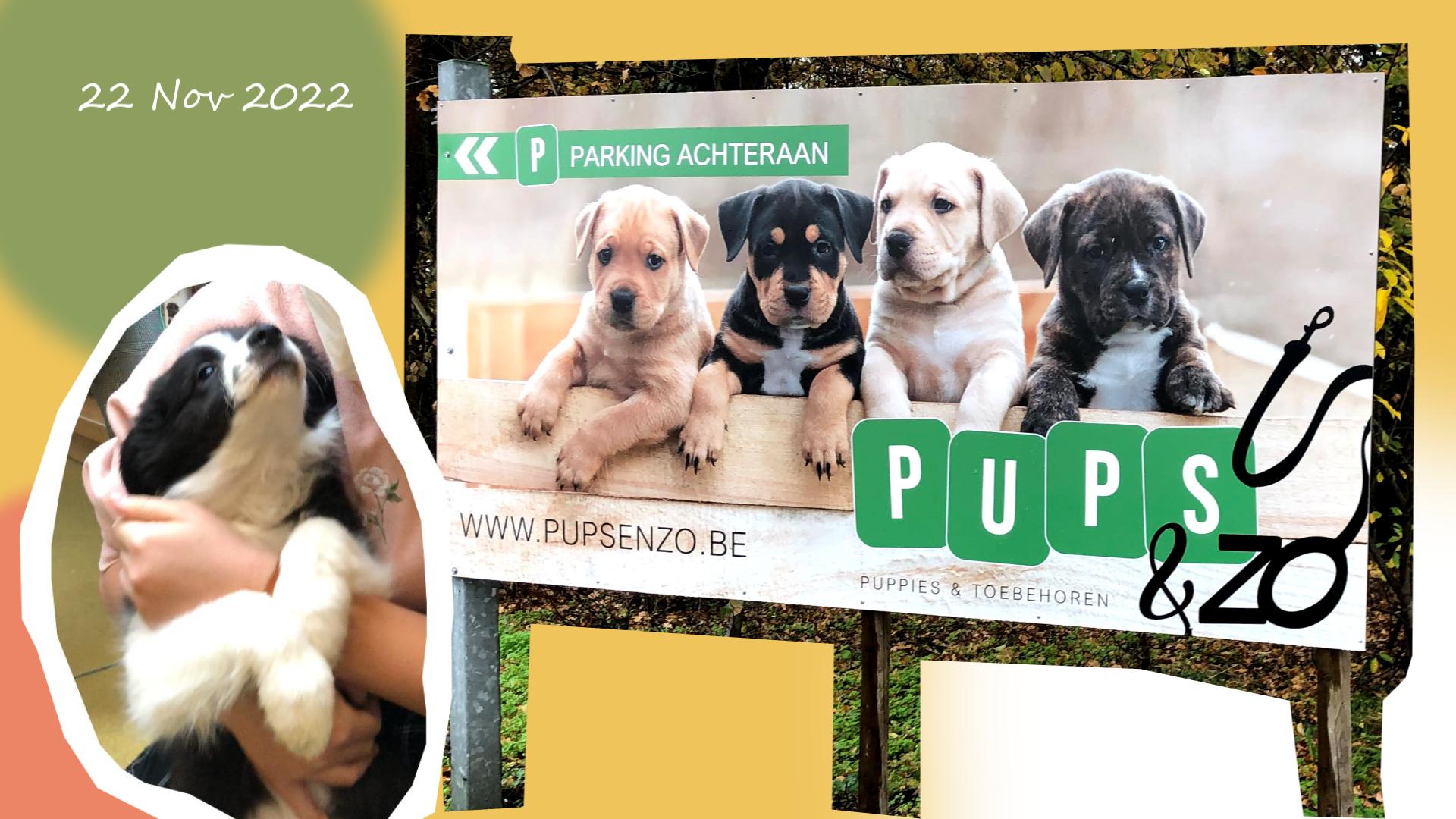 ベルギーでわんこを迎える前に。知っておきたい大切なこと。