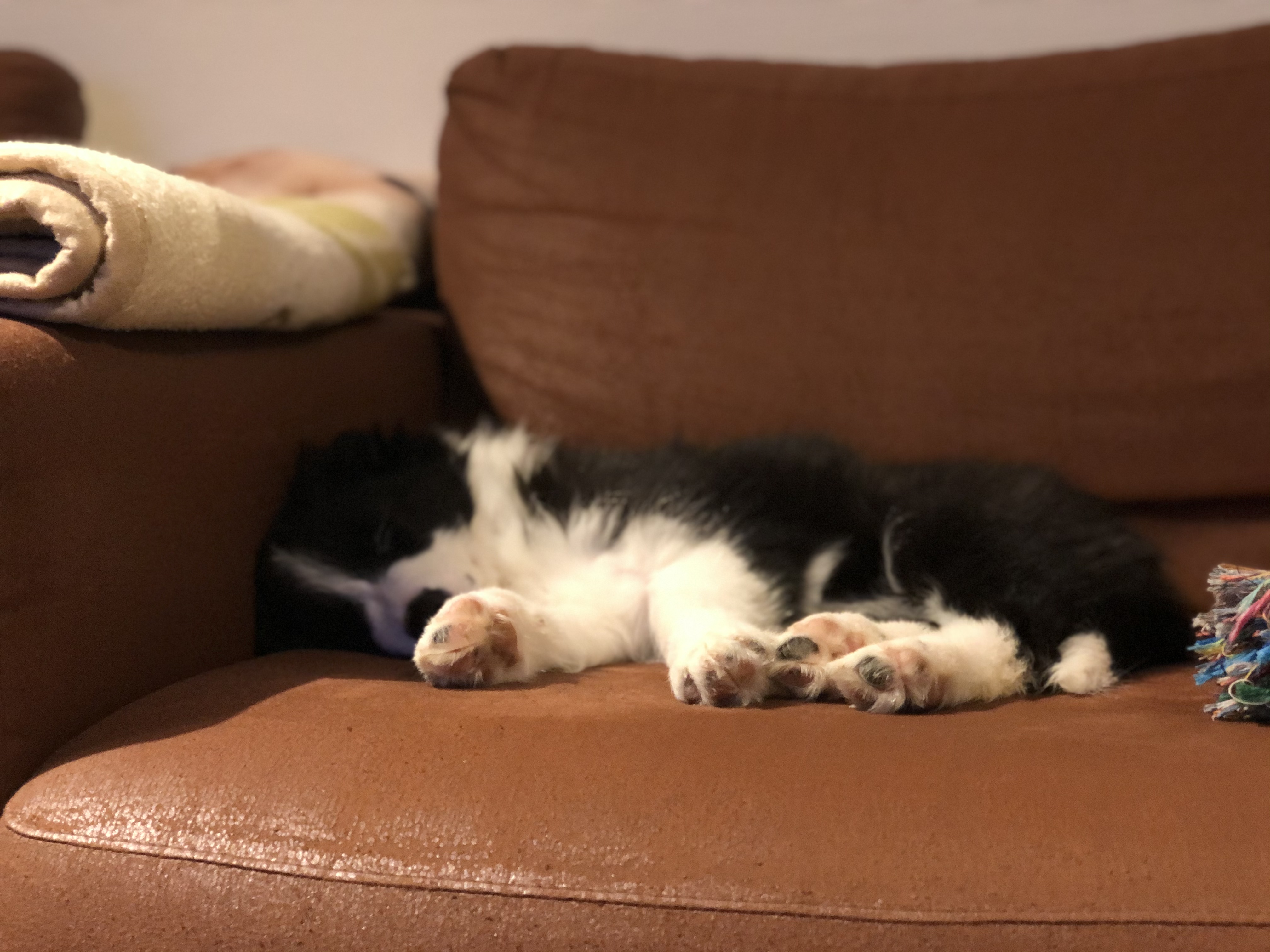 犬を迎える前に知っておこう