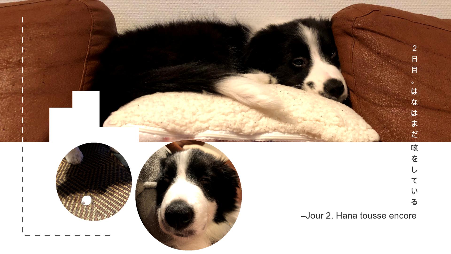 動物病院初体験 Belgium