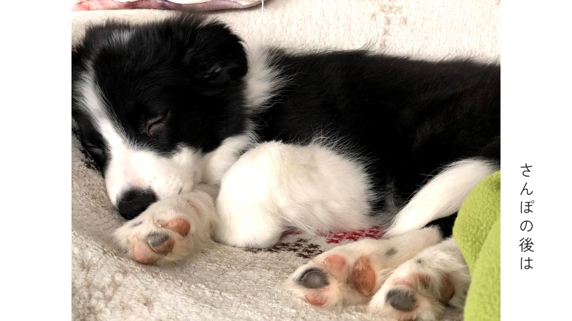 ベルギーでのお散歩マナー。