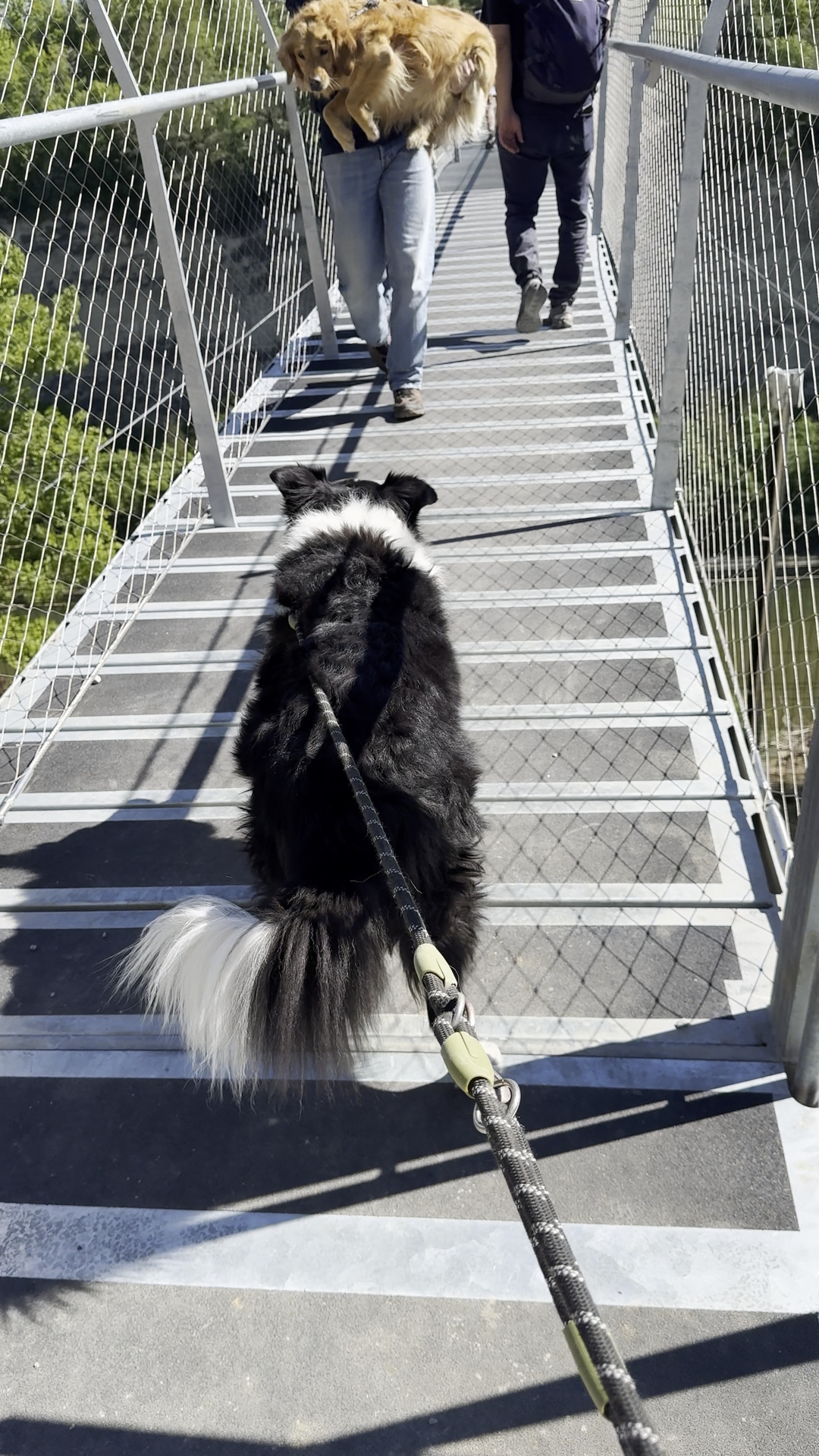 犬連れはOK？